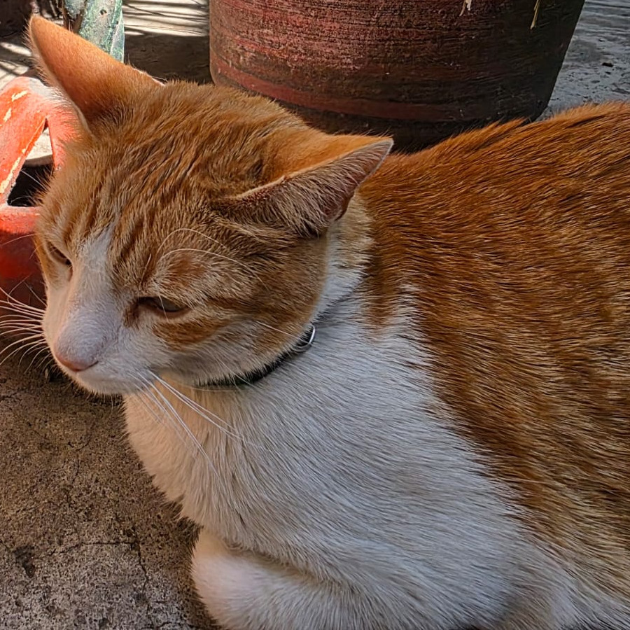 JACK | Raza Doméstico Américano de Pelo Corto | Perdido