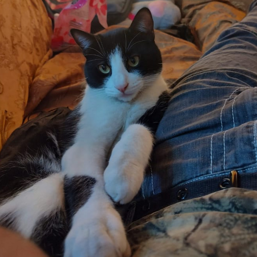 BAYITO | Raza Doméstico Americano de pelo corto | Perdido