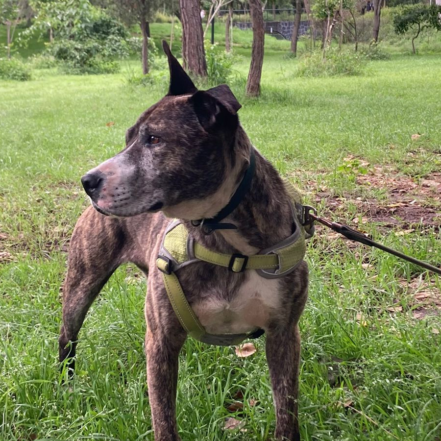 PELUDITO | Raza American Pitbull Terrier | Final Feliz