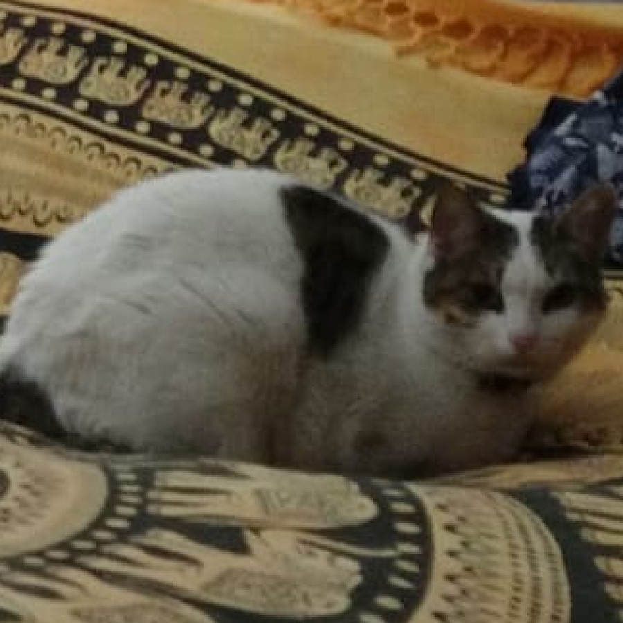 BLAS | Raza Doméstico Américano de Pelo Corto | Perdido