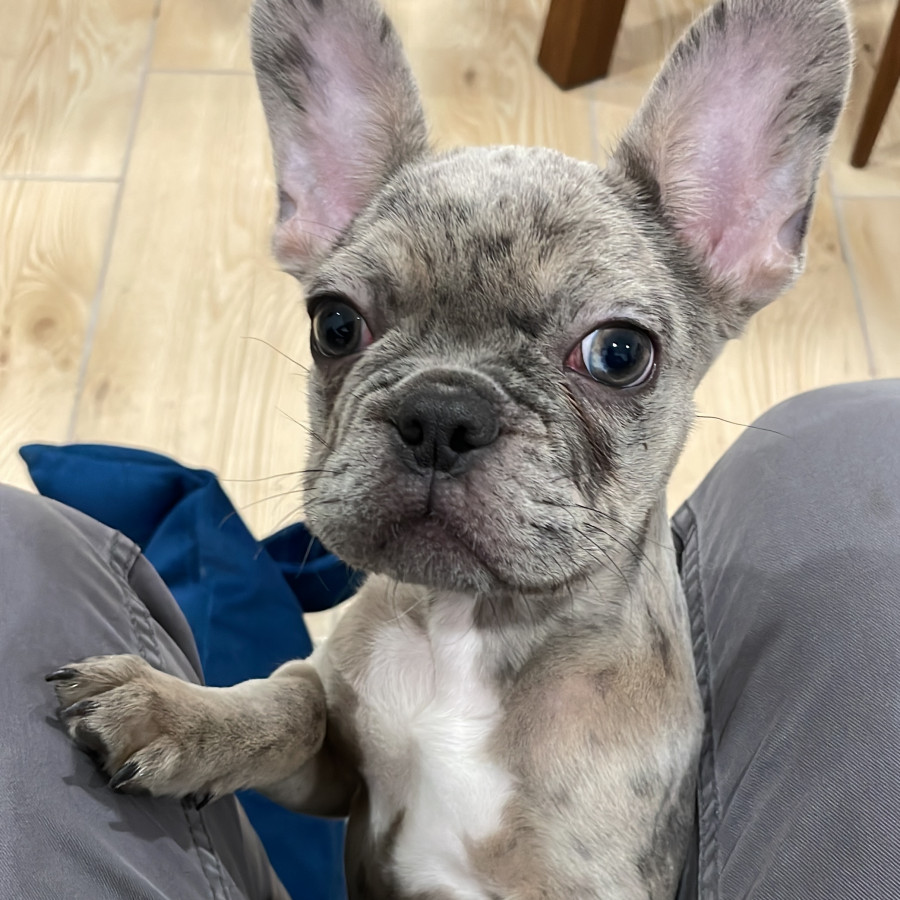 YODA | Raza Bulldog Francés  | Final Feliz