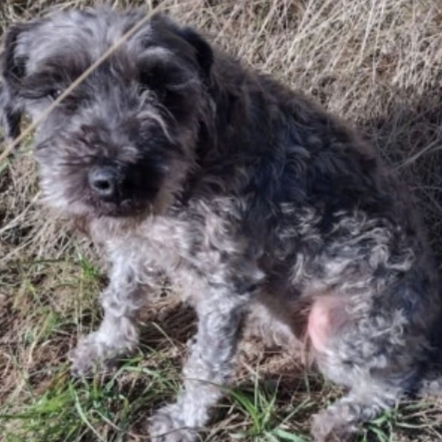 DUBY | Raza Mestiza, cruza de Schnauzer con Poodle (Schnoodle) | Perdida