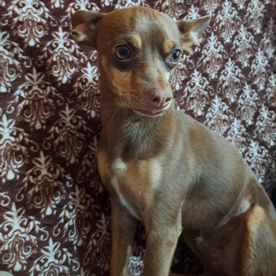 ROCKO | Raza Chihuahua | Perdido