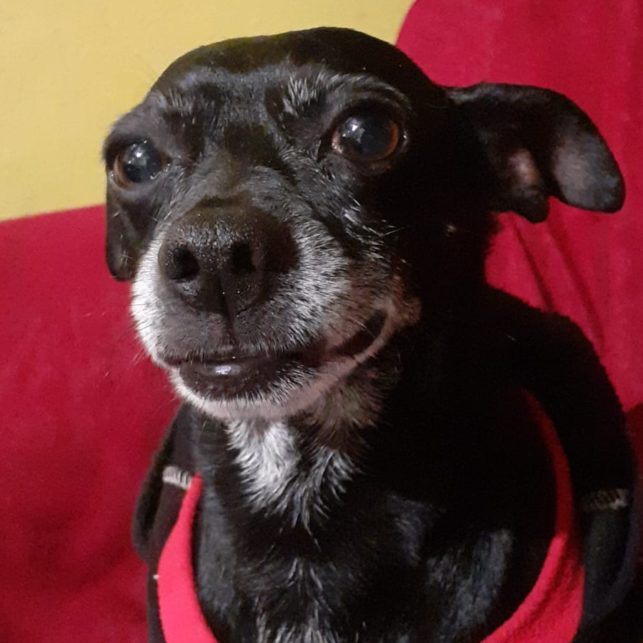 BATMAN | Raza Chihuahua | Perdido
