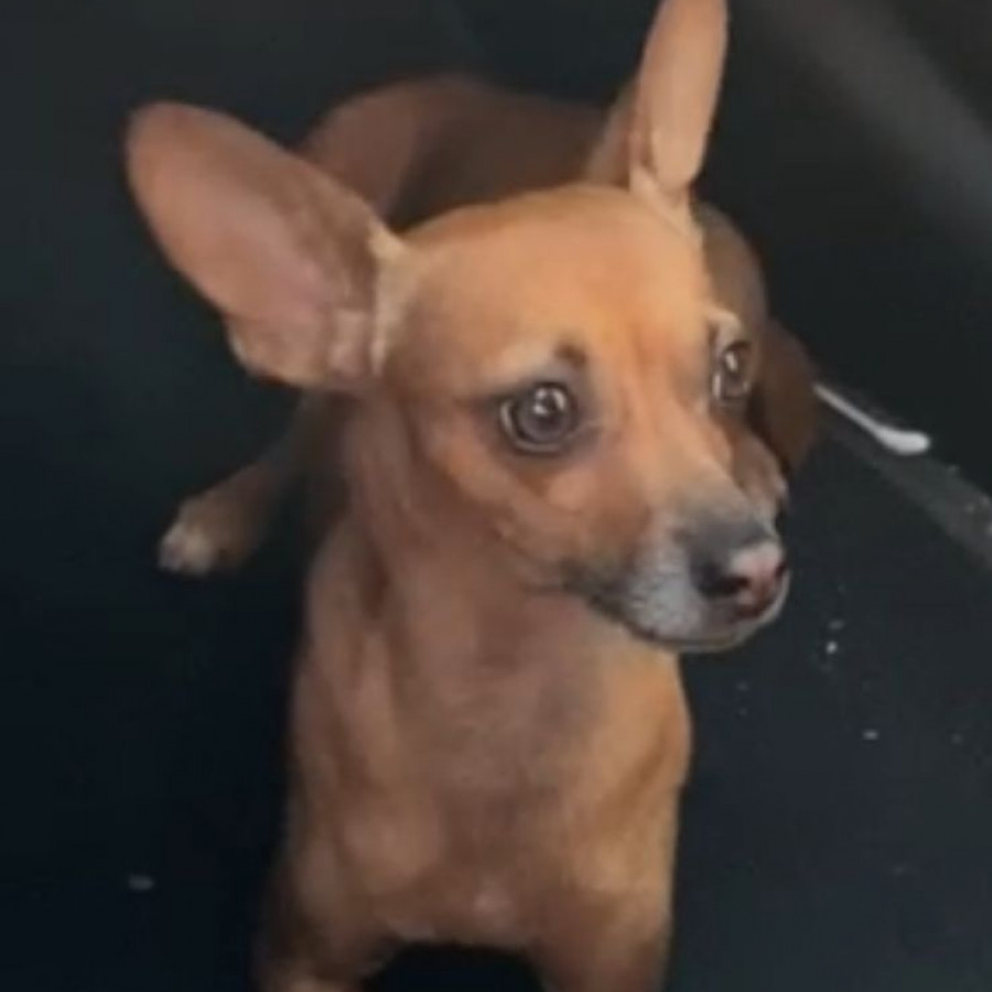 CHAVITO | Raza Chihuahua | Perdido