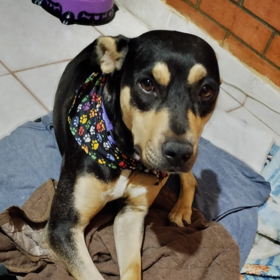 SALLY | Raza Mestiza | En Adopción