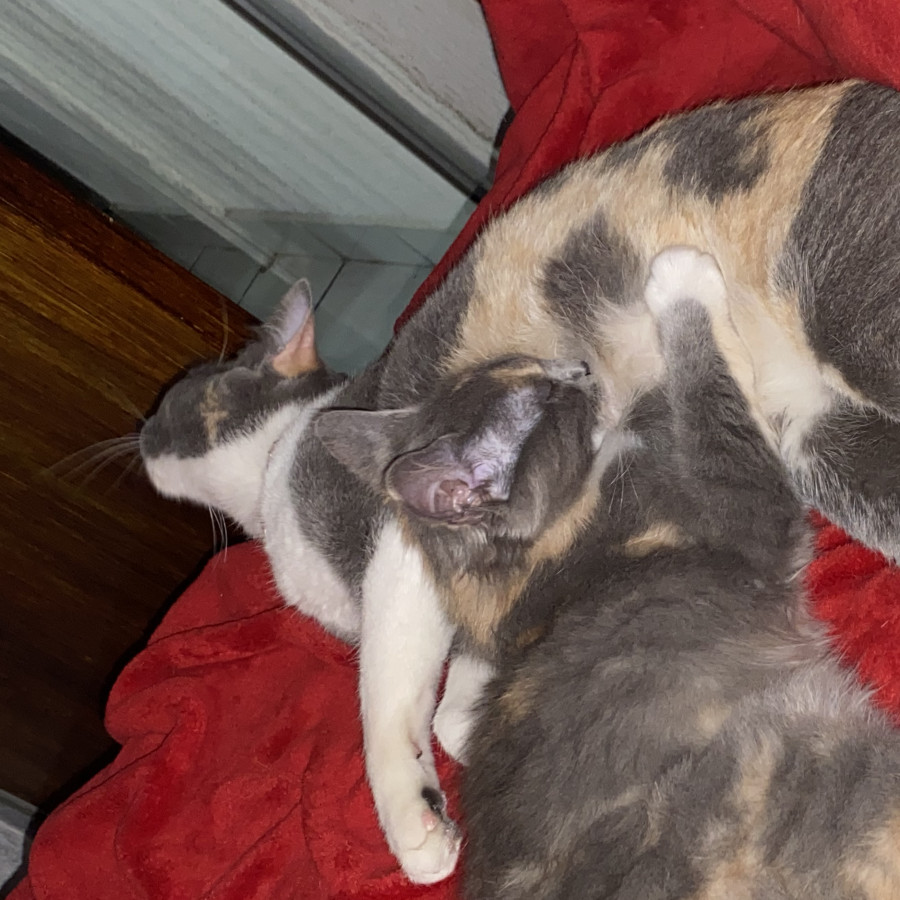 MININAS | Raza Doméstico Americano de Pelo Semilargo | En Adopción