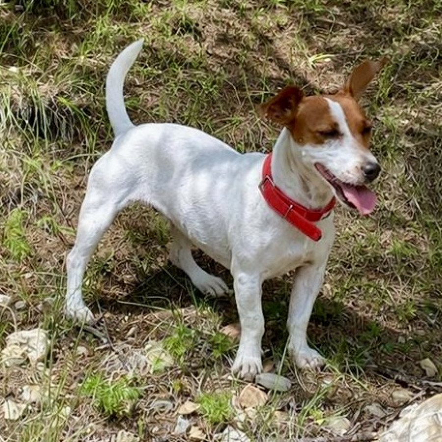 KHALI | Raza Jack Russell Terrier | Perdida