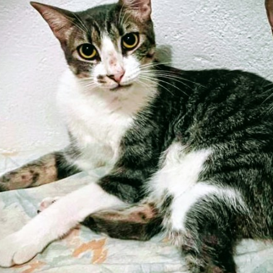 JULIETA | Raza Doméstico Américano de Pelo Corto | Perdida