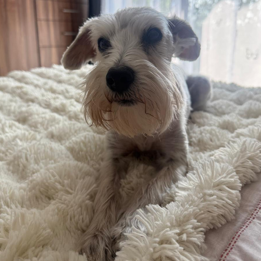 MIMÍ | Raza Schnauzer Miniatura  | Perdida