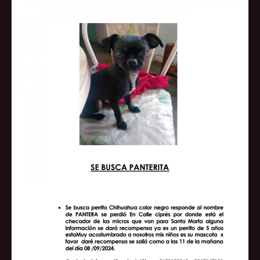 PANTERA | Raza Chihuahua | Perdido