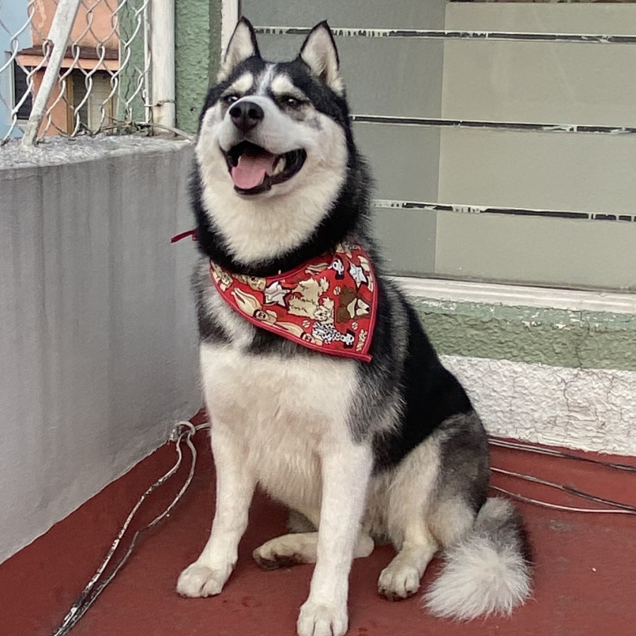 NENA | Raza Husky Siberiano | En Adopción