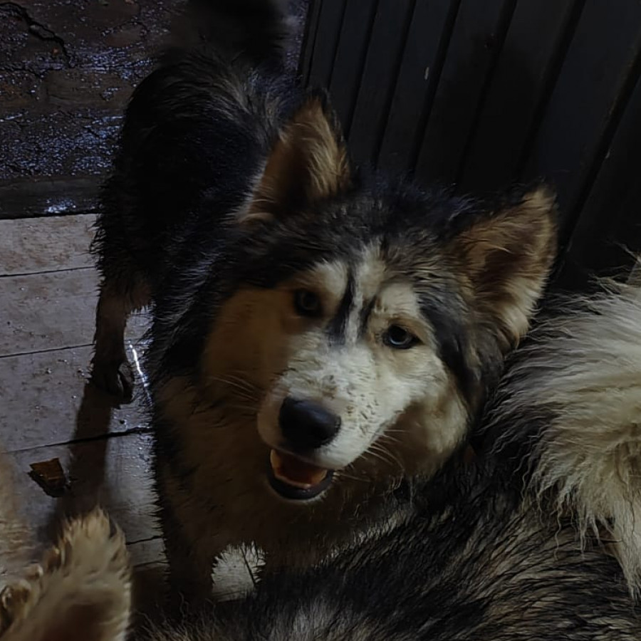 MAX | Raza Husky Siberiano | Perdido