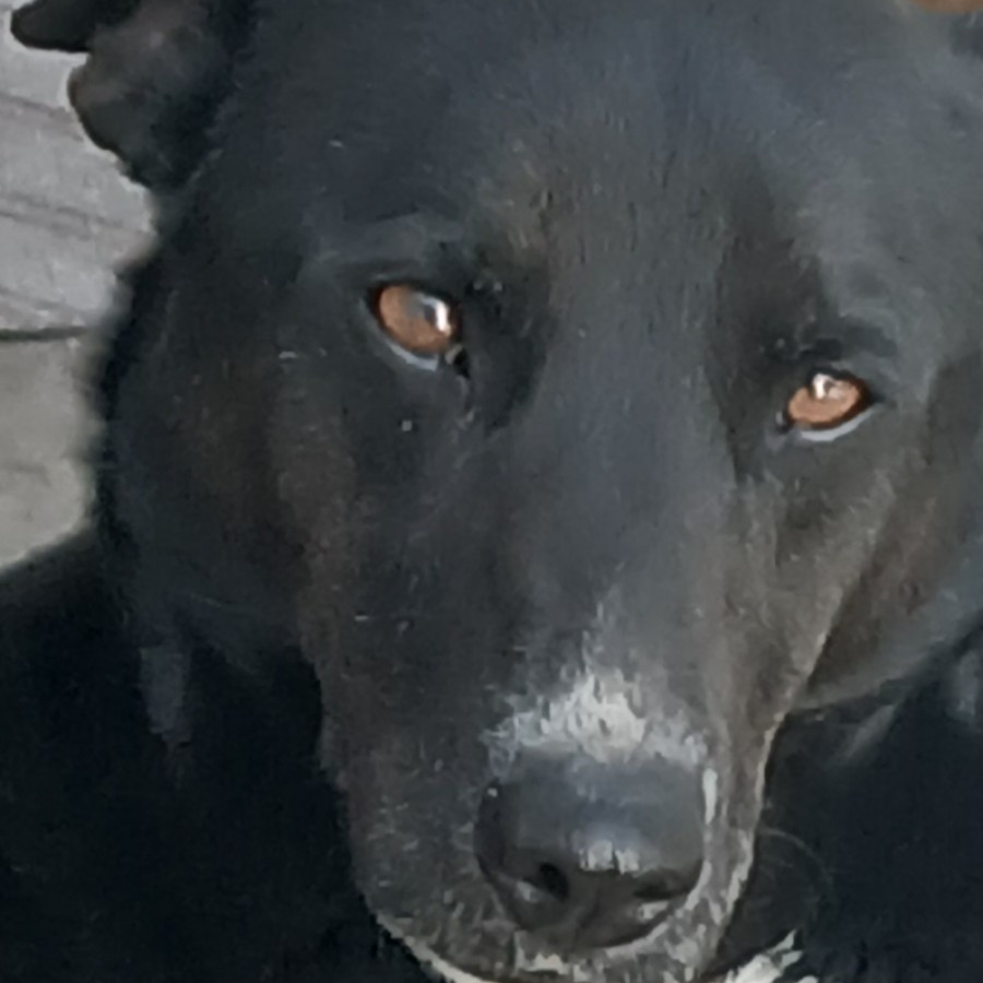 CEIBA | Raza Mestiza, cruza de Border Collie con Labrador | En Adopción