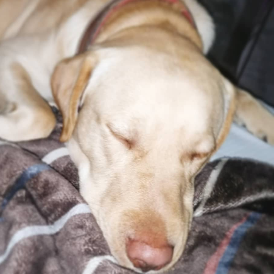 CASPER | Raza Labrador  | En Adopción