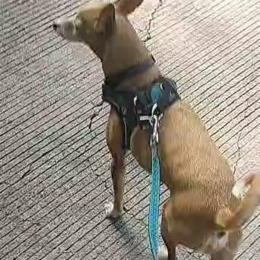PATAS O HACHI | Raza Chihuahua | Final Feliz