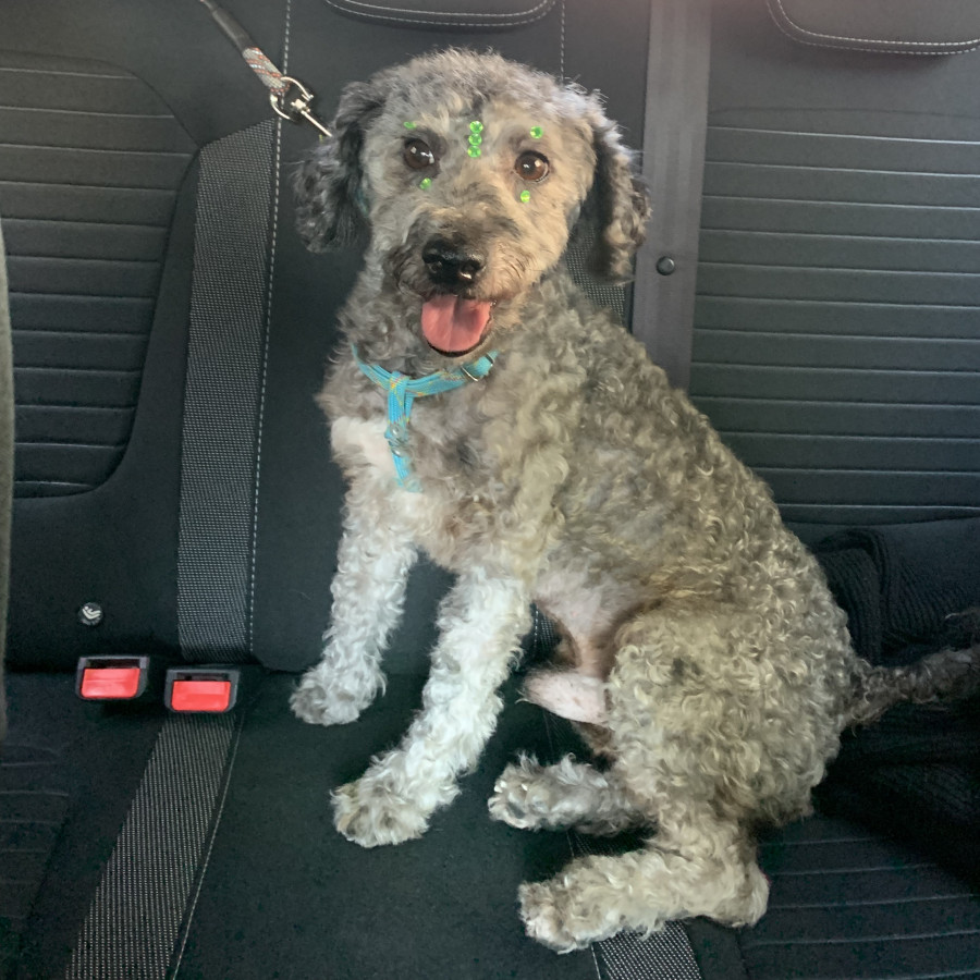 BETO | Raza Mestizo, cruza de French Poodle con Schnauzer, (Schnoodle) | Final Feliz