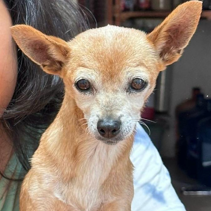 JAMMY | Raza Chihuahua | Final Feliz