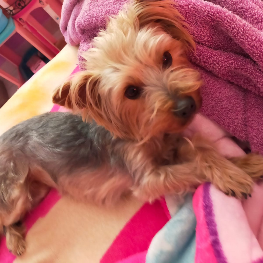 CHAPIS | Raza Yorkshire Terrier (Yorkie) | Perdida