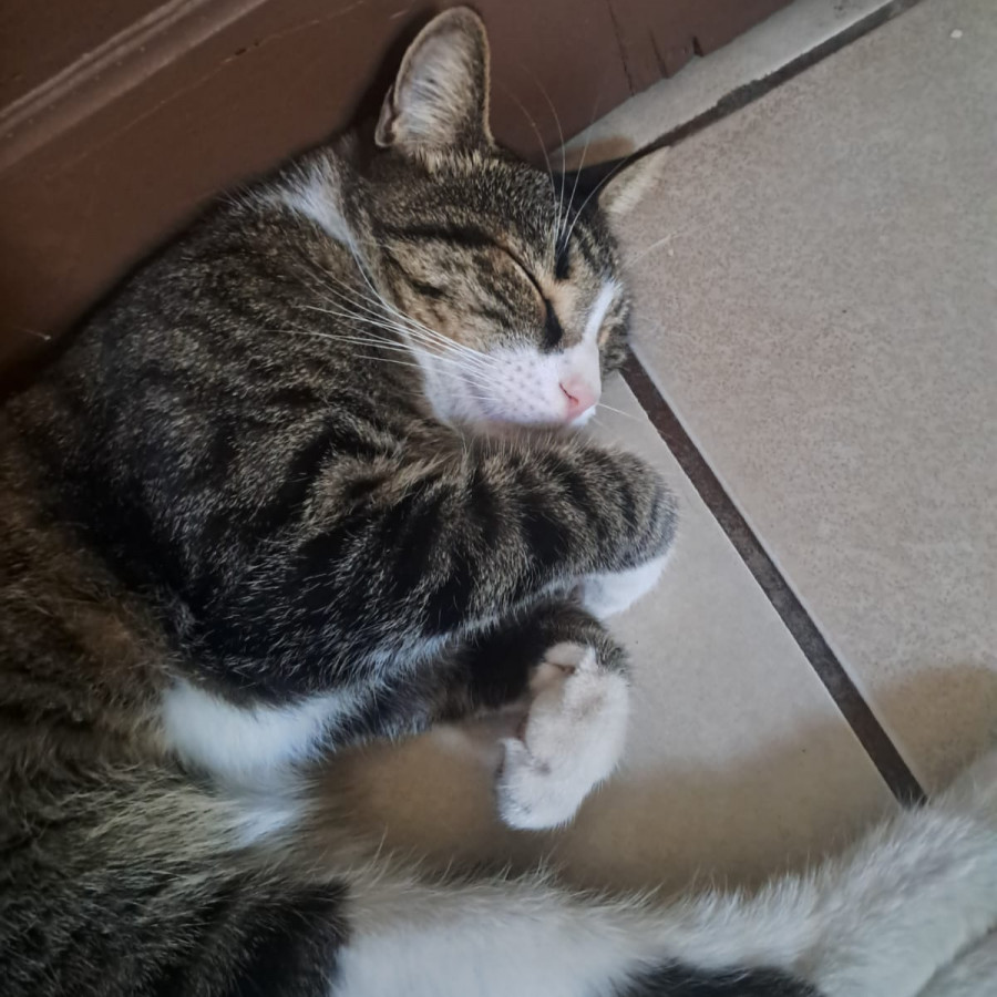 TOMAZO | Raza Doméstico Americano de pelo corto | Perdido