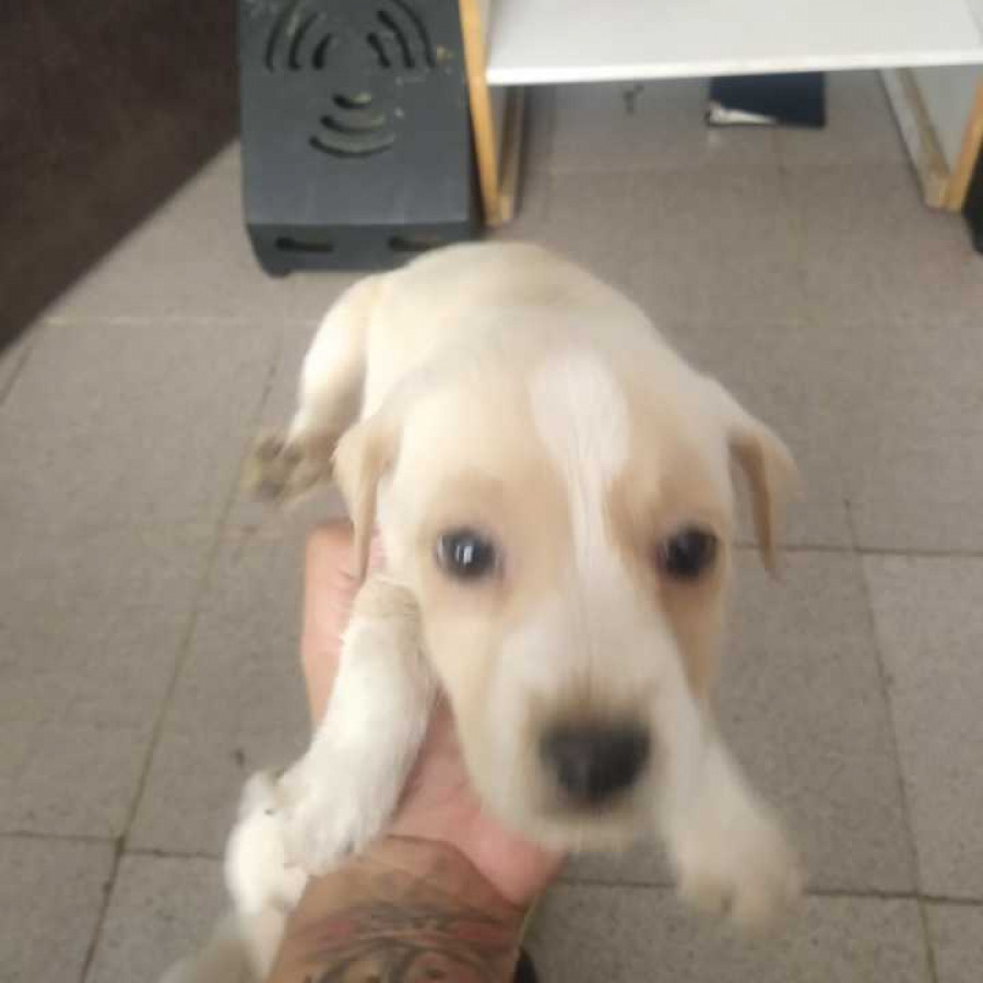 HERMOSA CACHORRITA | Raza Mestiza | En Adopción