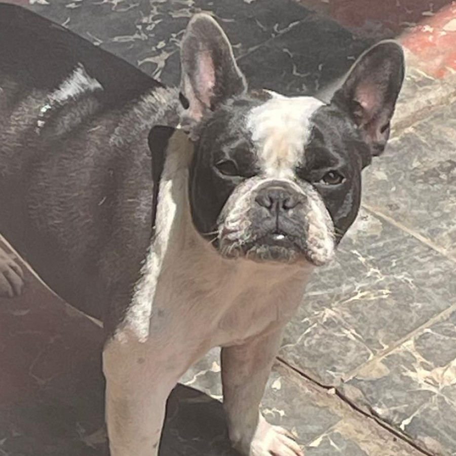 BARTOLA | Raza Bulldog Francés  | Perdida