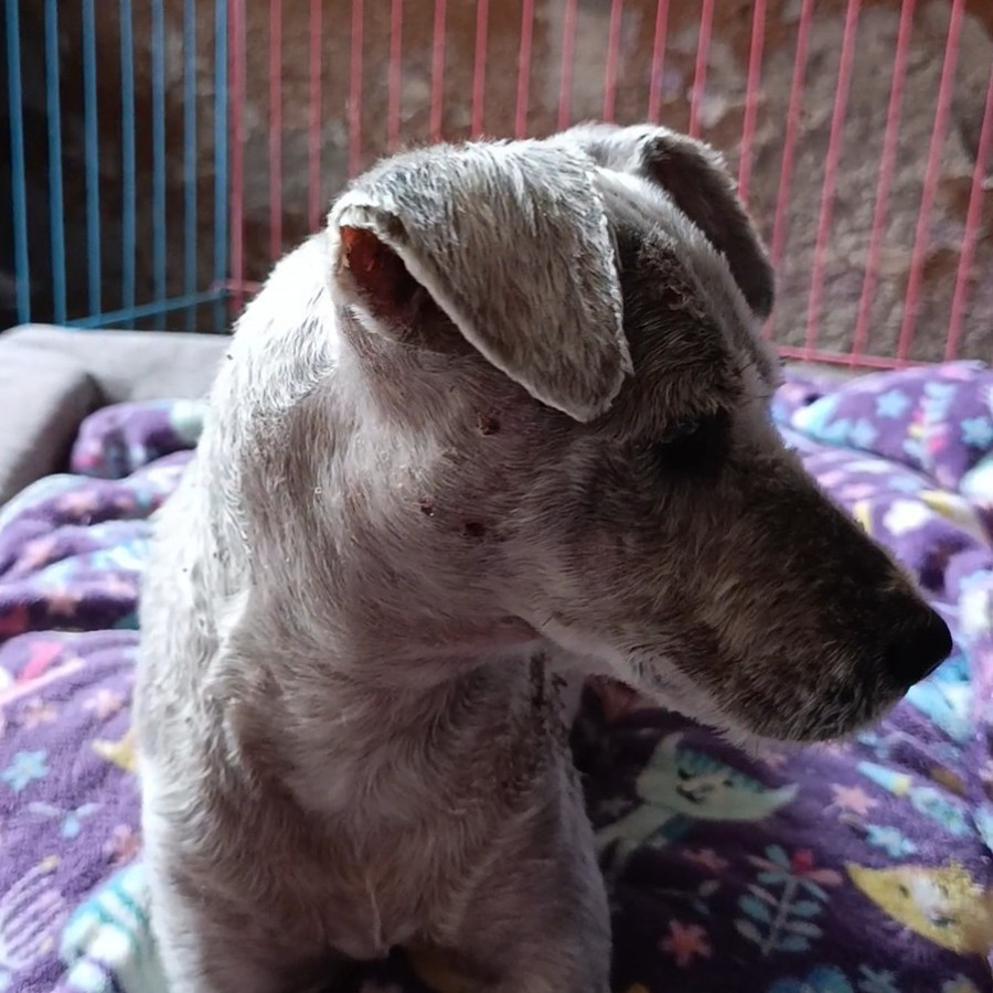  | Raza Mestizo, cruza de Schnuazer con Poodle, (Schnoodle) | Encontrado