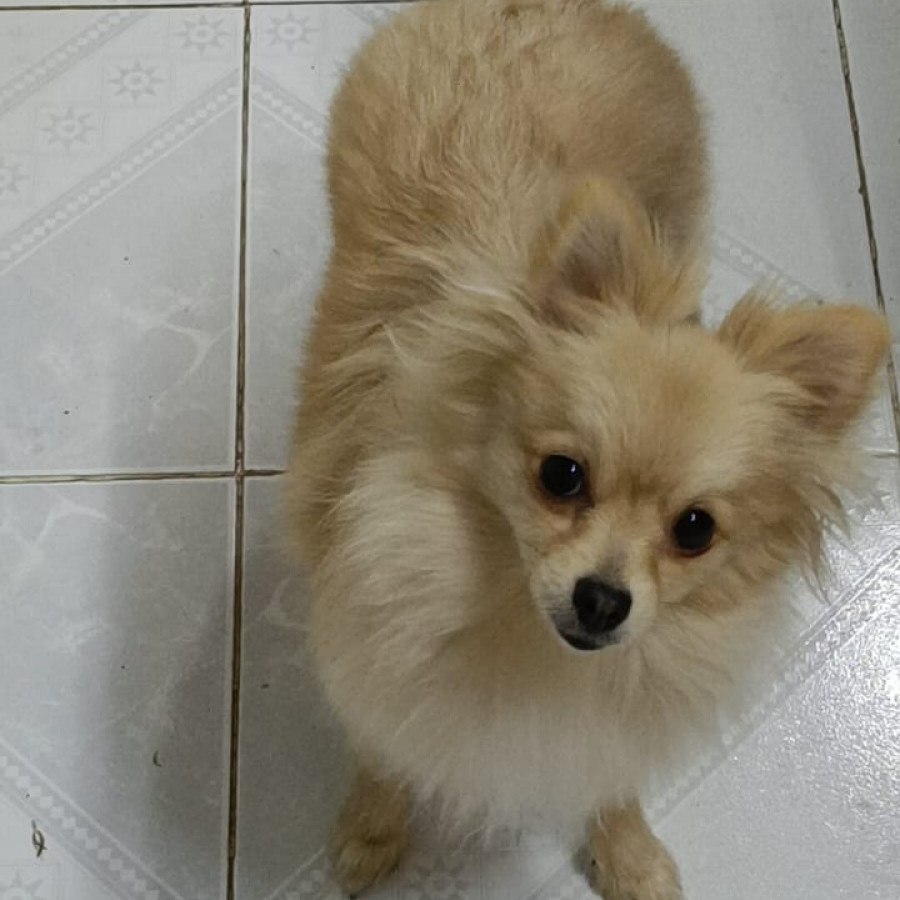 LILY | Raza Pomerania | Perdida
