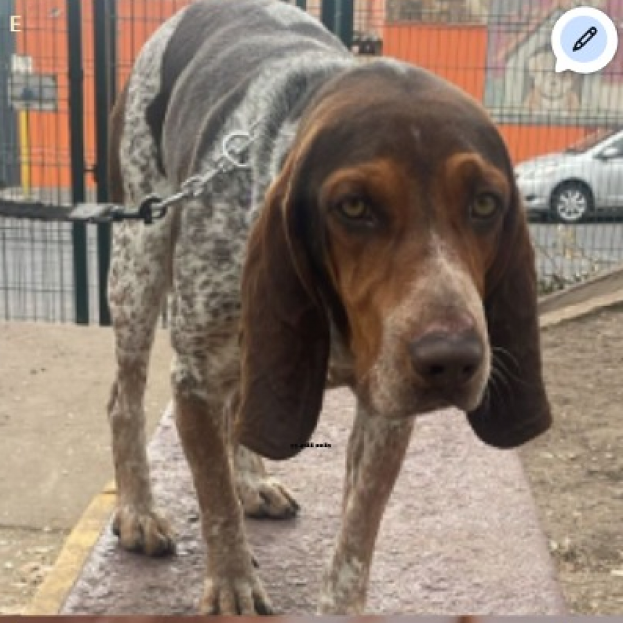 FINCHO | Raza Sabueso Fino Colombiano o Coonhound | En Adopción