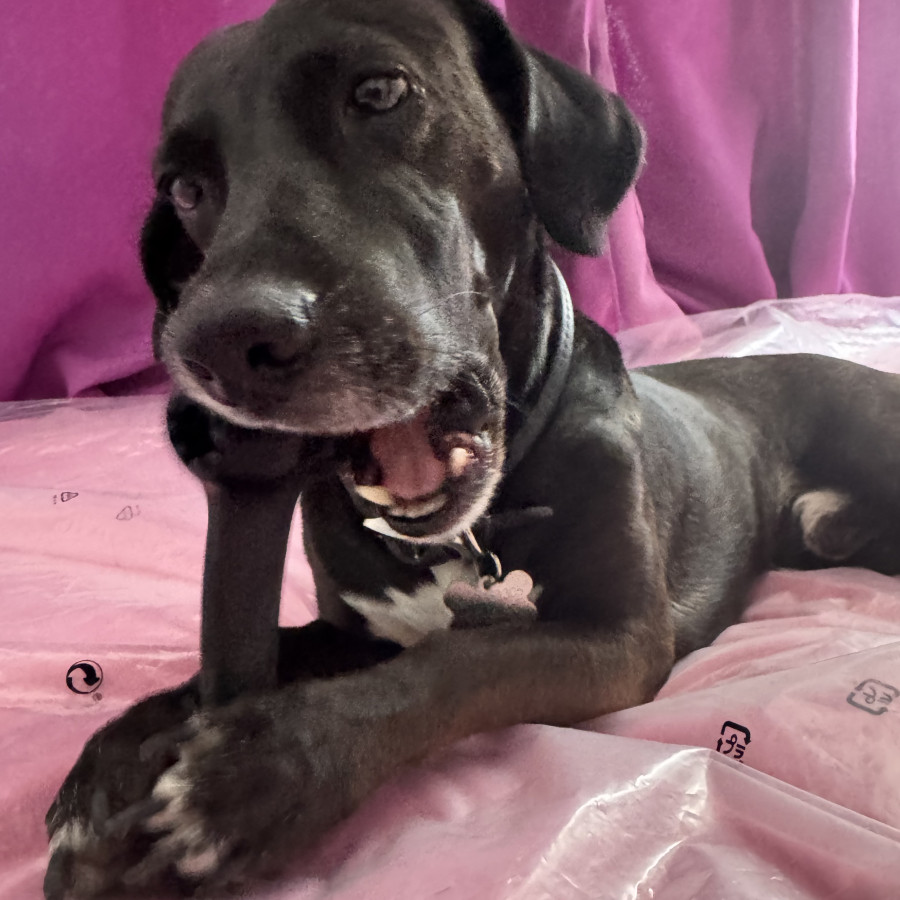 PERRY | Raza Mestizo | Perdido