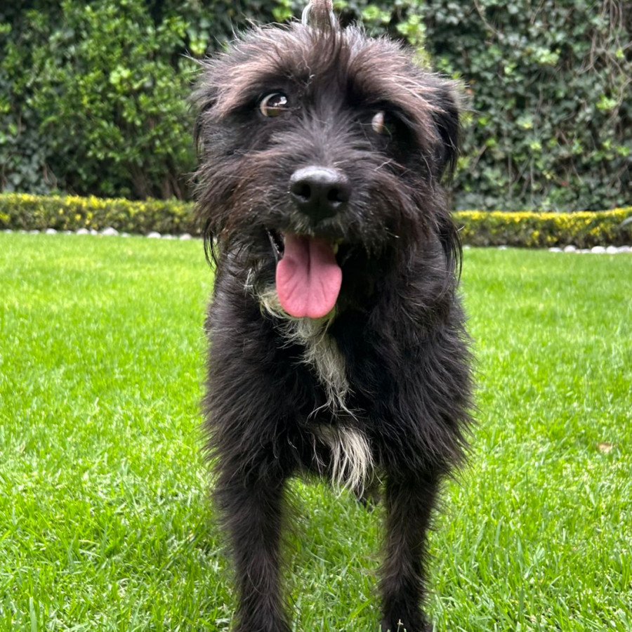 MONA | Raza Mestiza, cruza de Schnauzer | Final Feliz