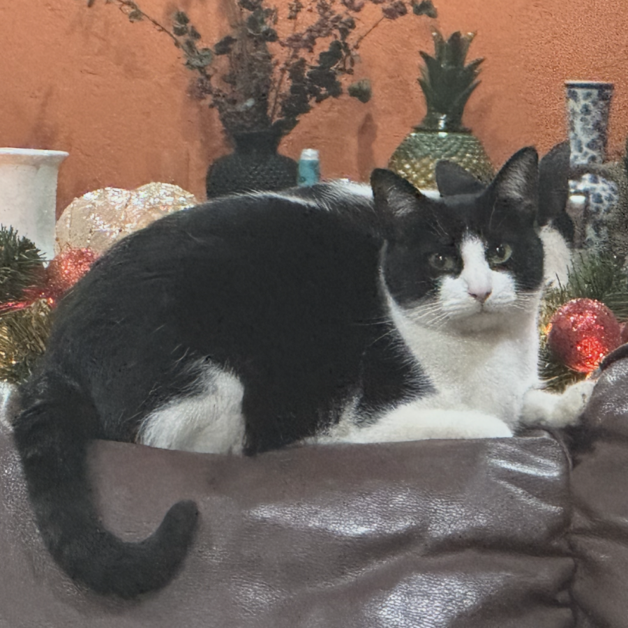 JIRA | Raza Doméstico Americano de pelo corto | En Adopción