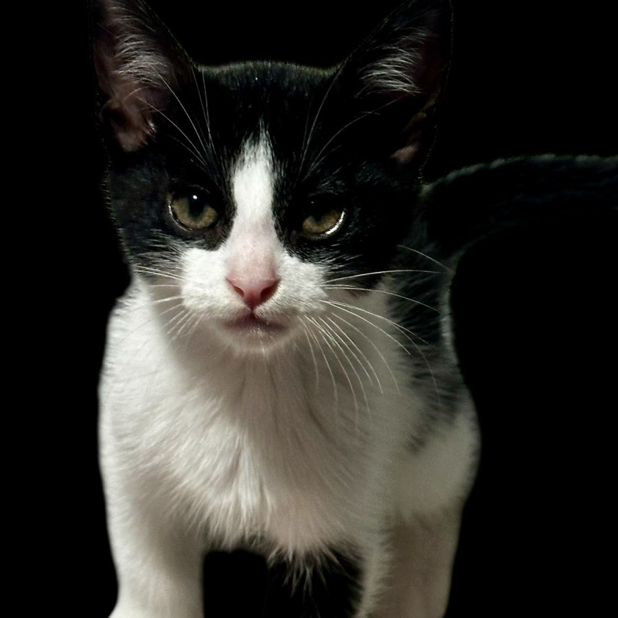 ALVIN | Raza Doméstico Américano de Pelo Corto | En Adopción