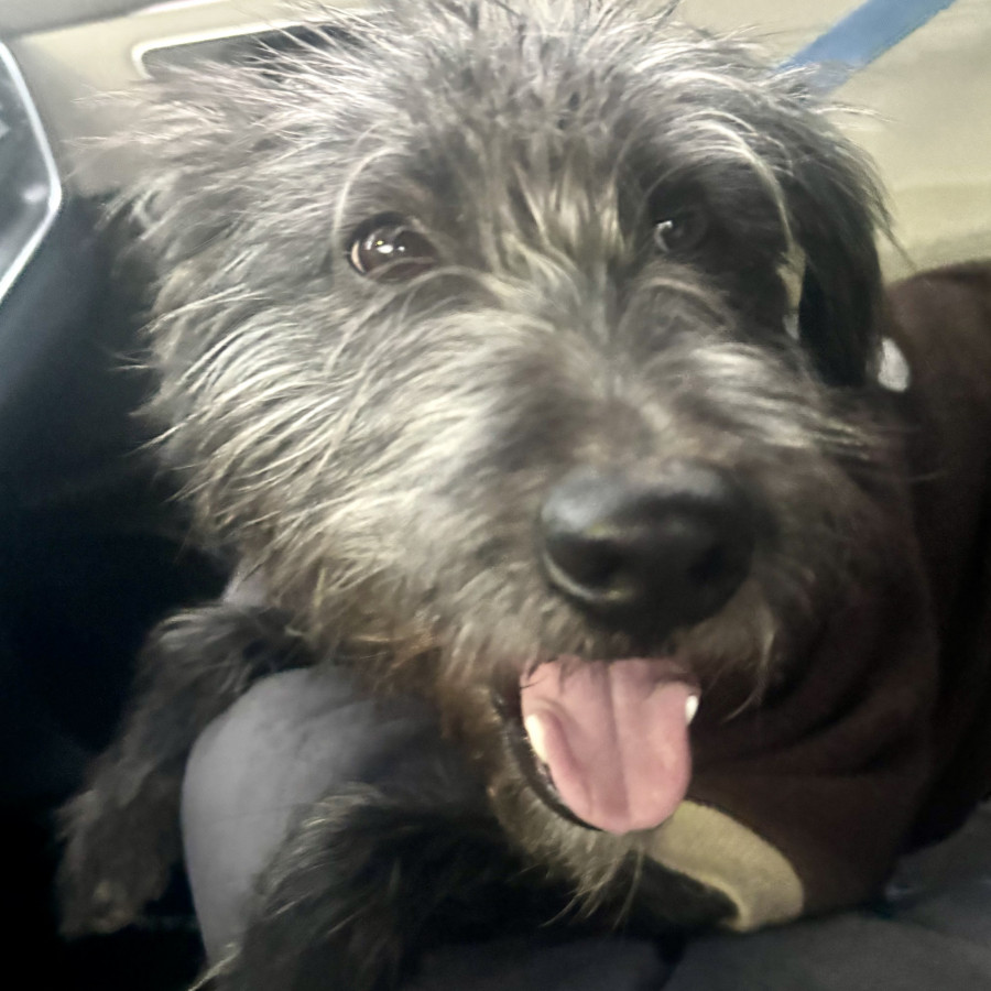  | Raza Mestizo, posible cruza de Schnauzer | Encontrado