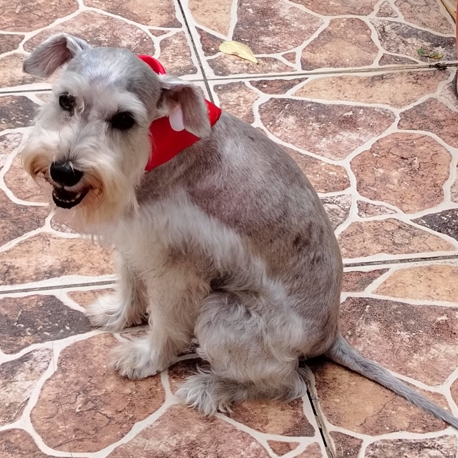 PUKA | Raza Schnauzer | Perdida