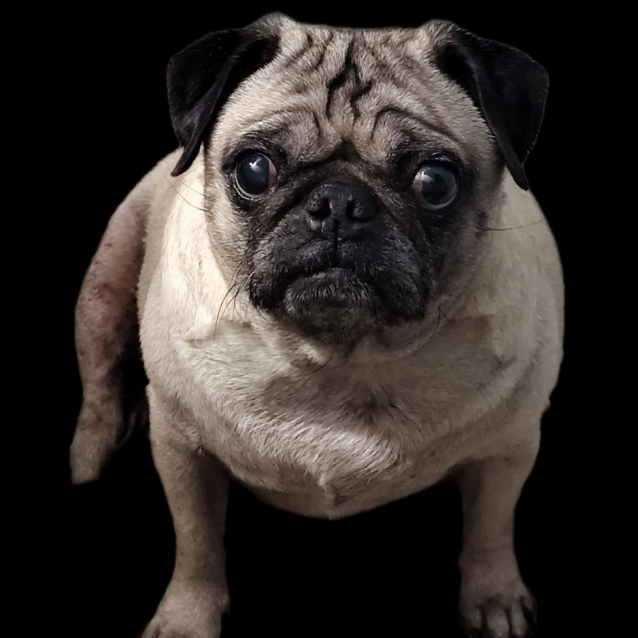 DORY | Raza Pug o Carlin | Perdida