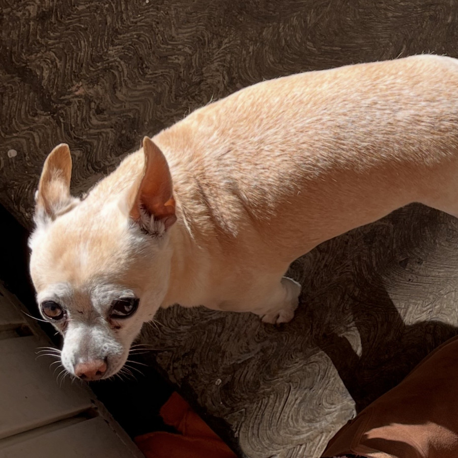 WILY | Raza Chihuahua | Perdido
