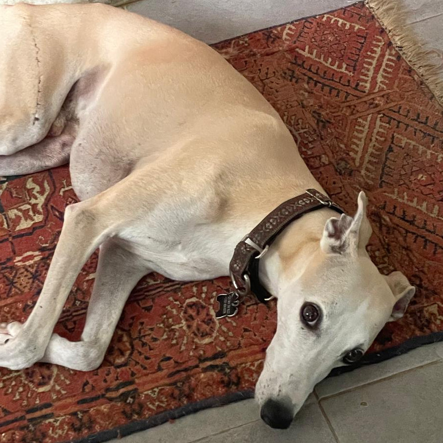 BUTTERS | Raza Galgo Italiano | Perdido