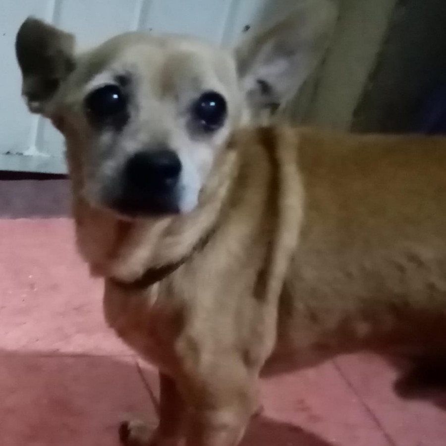 ODY | Raza Chihuahua | Final Feliz