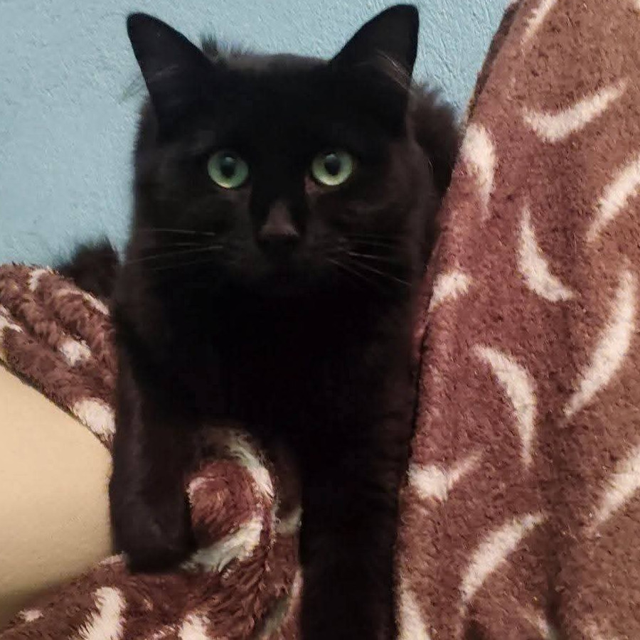 MILA | Raza Angora Turco Negro | En Adopción