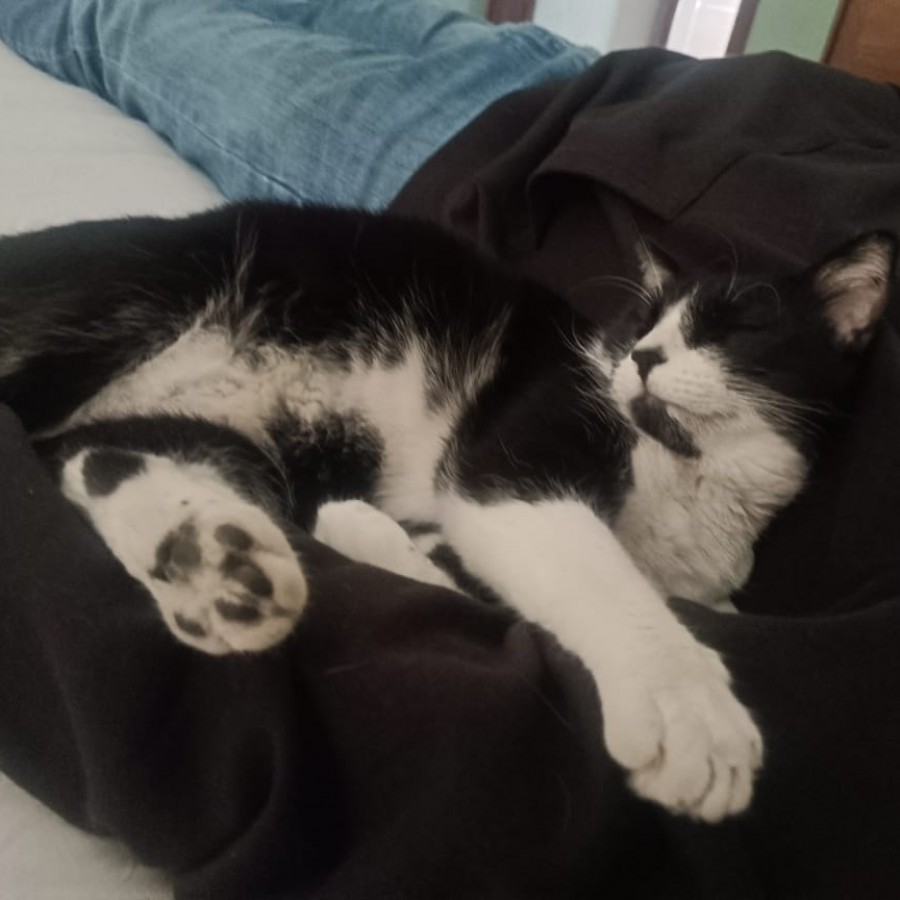 BARBITAS | Raza Doméstico Américano de Pelo Corto | Perdida