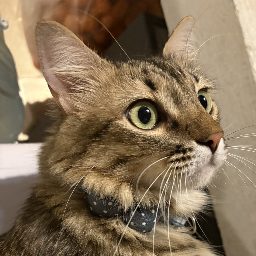 LANITO | Raza Doméstico Americano de Pelo Largo | Perdido