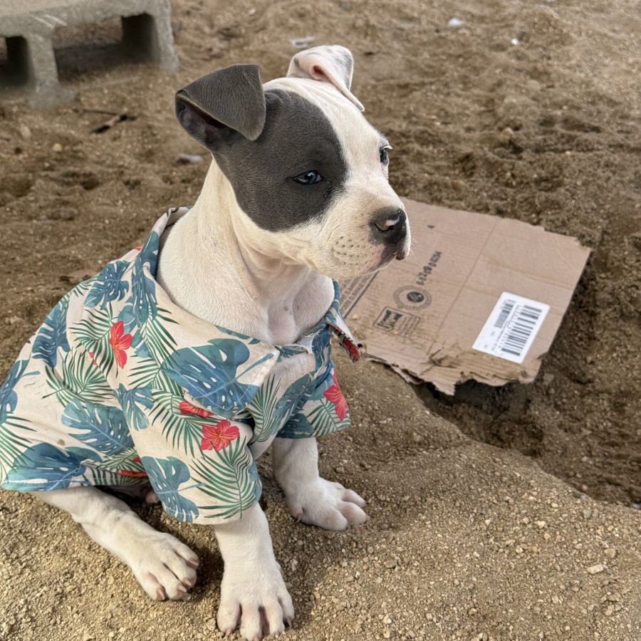CASPER | Raza American Pitbull Terrier | Perdido