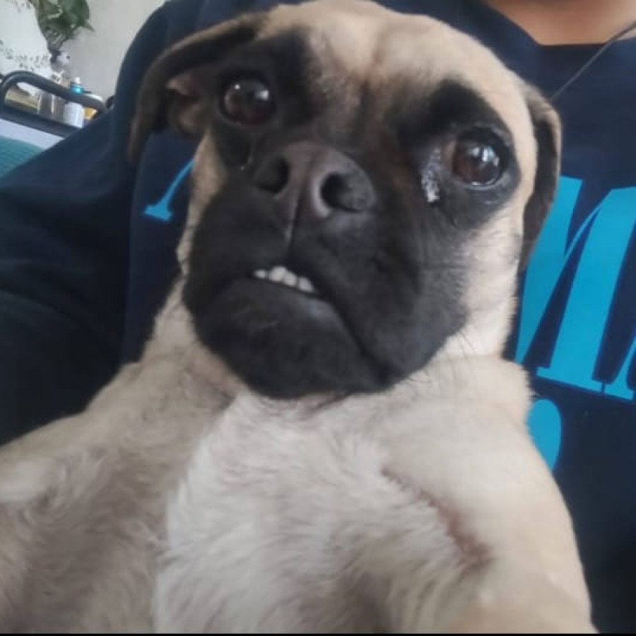 SASHA | Raza Pug o Carlin | Perdida