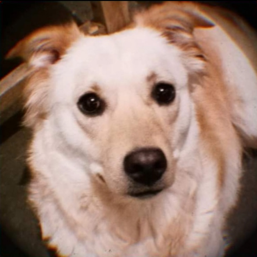 LAISA | Raza Mestiza | Perdida