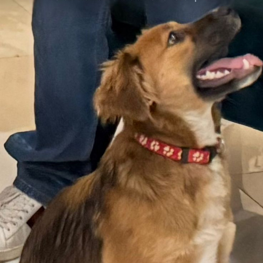 TEODORA | Raza Mestiza | Perdida