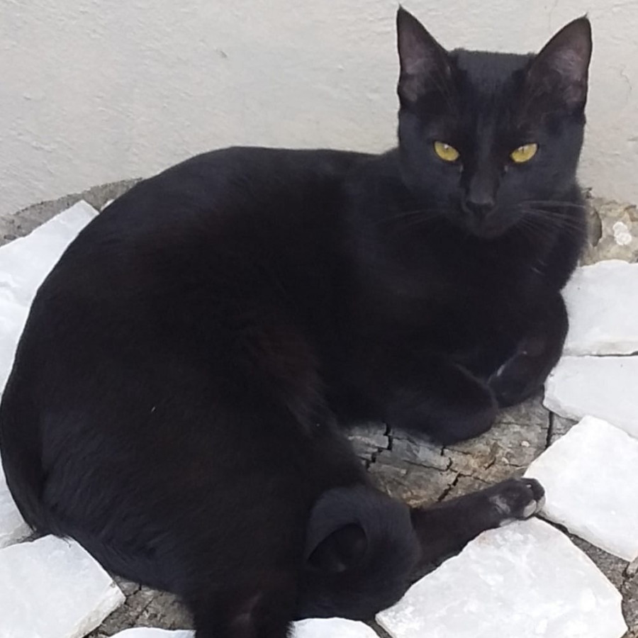 MERLÍN | Raza Bombay | Perdido