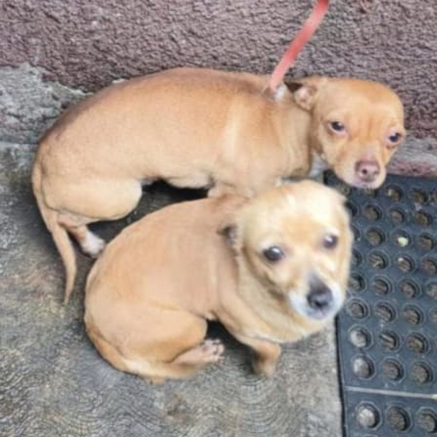 HERMOSOS PELUDITOS | Raza Chihuahua | En Adopción