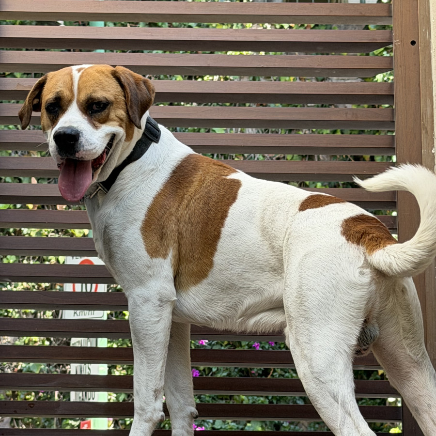  | Raza Mestizo | Encontrado