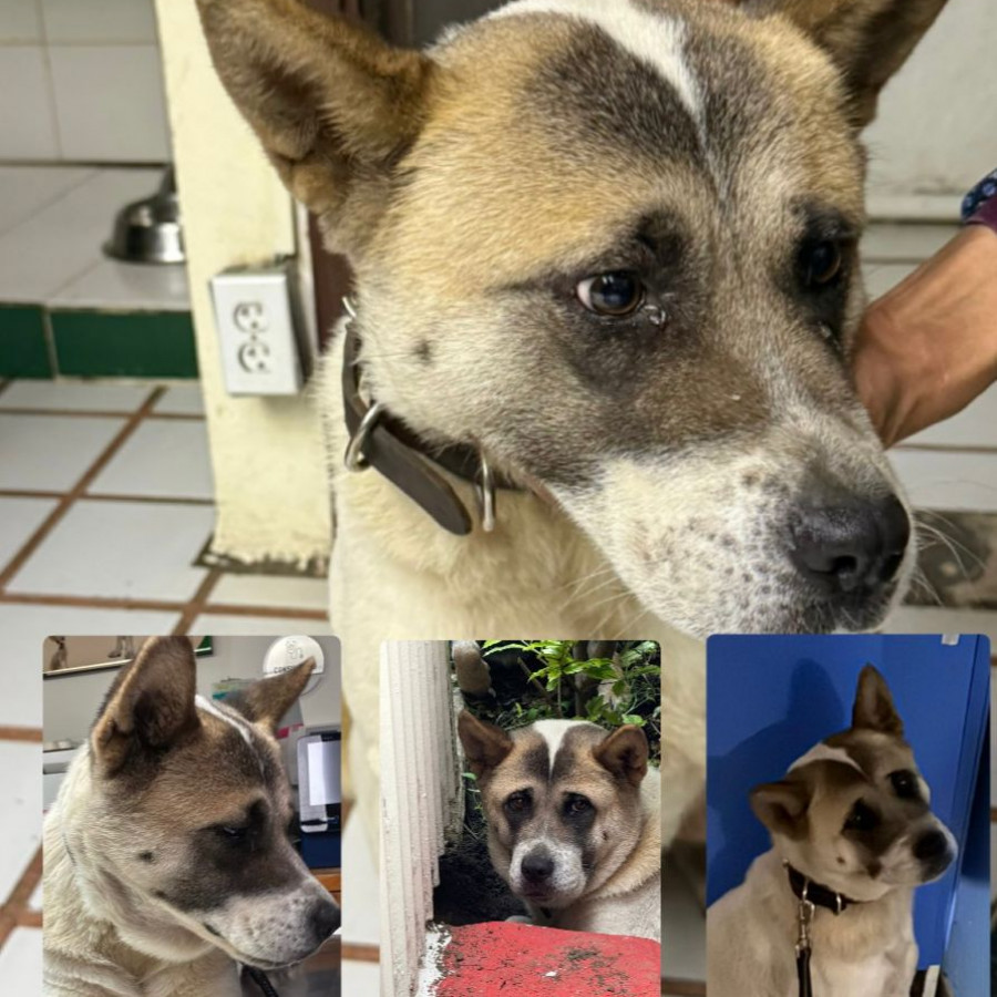 HOPE (JOUP) | Raza Akita Americano   | En Adopción